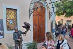 Falconeria-2